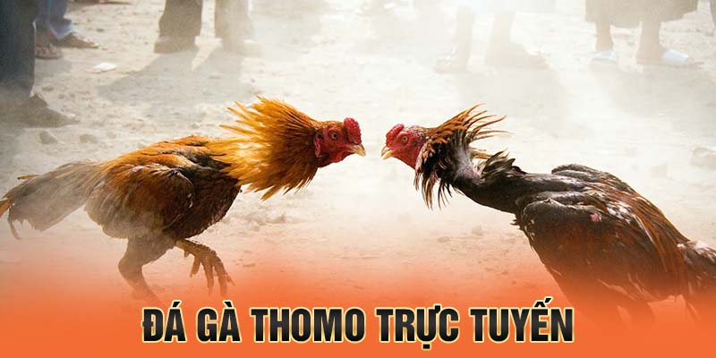 đá gà thôm trực tuyến