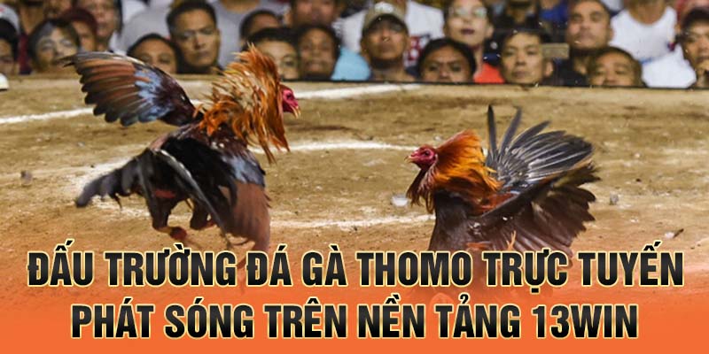 Đấu trường đá gà thomo trực tuyến phát sóng trên nền tảng 13win