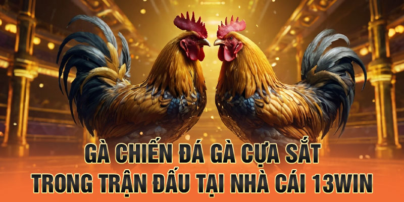 Gà chiến đá gà cựa sắt trong trận đấu tại nhà cái 13win