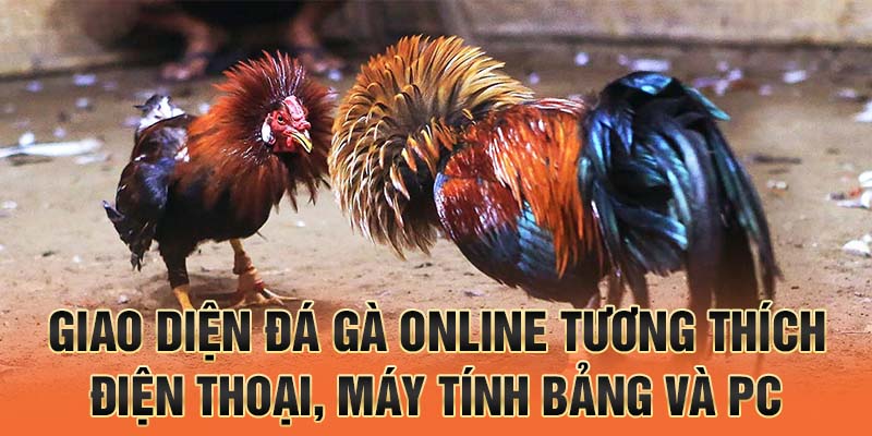 Giao diện đá gà online tương thích điện thoại, máy tính bảng và PC.