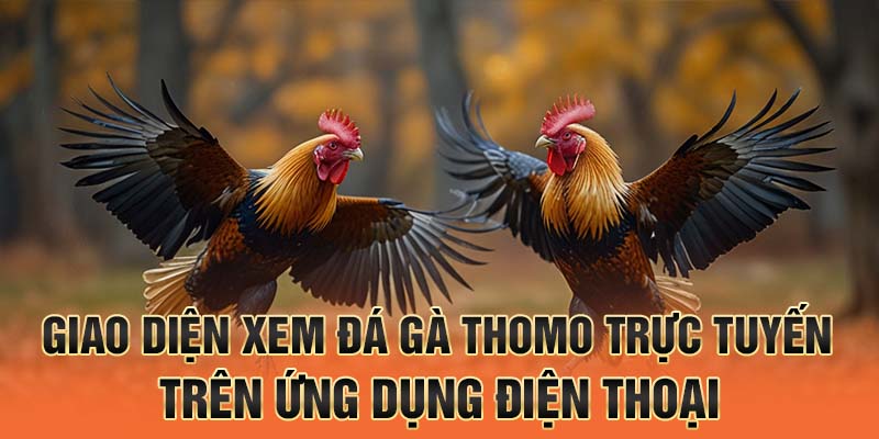 Giao diện xem đá gà thomo trực tuyến trên ứng dụng điện thoại
