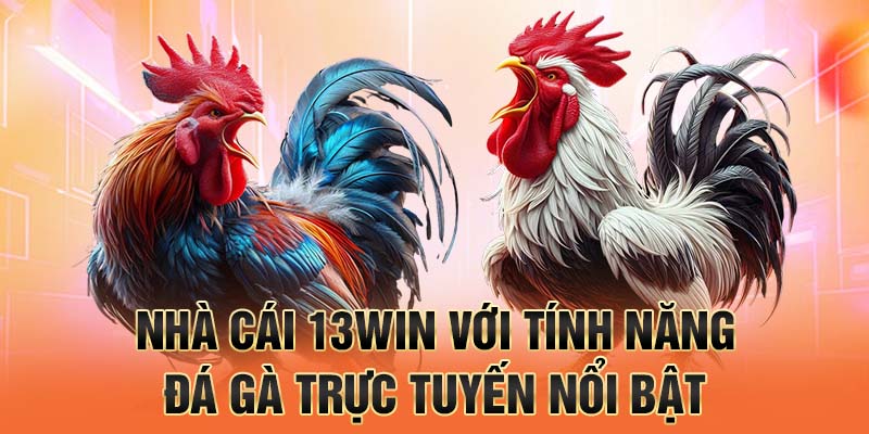 Nhà cái 13win với tính năng đá gà trực tuyến nổi bật