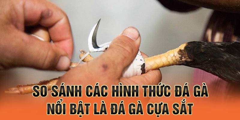 So sánh các hình thức đá gà, nổi bật là đá gà cựa sắt
