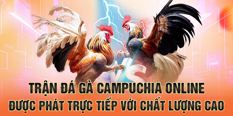 Trận đá gà campuchia online được phát trực tiếp với chất lượng cao